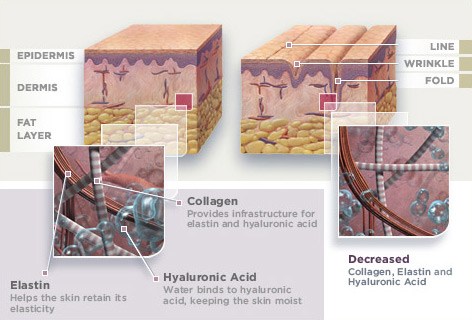 Diagram of skin's layers and benefits of collagen, elastin, and hyaluronic acid